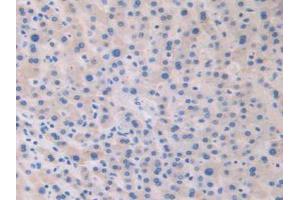 IHC-P analysis of Human Liver Tissue, with DAB staining. (Relaxin 2 anticorps  (AA 1-186))