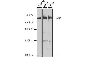 Western blot analysis of extracts of various cell lines using CAD Polyclonal Antibody at dilution of 1:1000. (CAD anticorps)