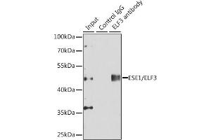 Immunoprecipitation analysis of 150 μg extracts of  cells using 3 μg ESE1/ESE1/ELF3 antibody (ABIN6130346, ABIN6140124, ABIN6140126 and ABIN6217508). (ELF3 anticorps  (AA 1-280))