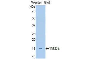 Western Blotting (WB) image for anti-Trefoil Factor 2 (TFF2) antibody (Biotin) (ABIN1173512) (Trefoil Factor 2 anticorps  (Biotin))