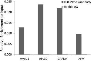 Chromatin Immunoprecipitation (ChIP) image for anti-Histone 3 (H3) (H3K79me3) antibody (ABIN3023275) (Histone 3 anticorps  (H3K79me3))