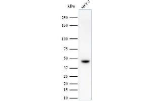 Western Blot Analysis of MCF-7 cell lysate using Cytokeratin, HMW Mouse Monoclonal Antibody (34BE12).