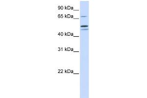 WB Suggested Anti-EARS2 Antibody Titration: 0.
