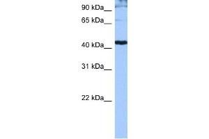 WB Suggested Anti-SFRS6 Antibody Titration: 0. (SFRS6 anticorps  (Middle Region))