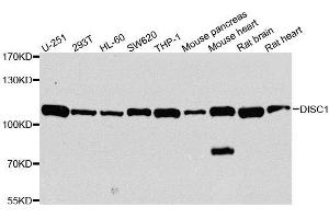 Western blot analysis of extracts of various cell lines, using DISC1 antibody. (DISC1 anticorps  (AA 1-200))