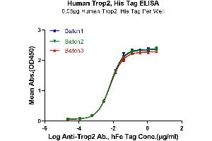 Immobilized Human TROP-2, His Tag at 0. (TACSTD2 Protein (AA 27-274) (His tag))