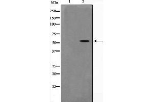 Western blot analysis on RAW264. (DUSL2 anticorps  (C-Term))