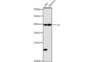 Western blot analysis of extracts of various cell lines, using c-Jun antibody (ABIN6131074, ABIN6142670, ABIN6142671 and ABIN6215187) at 1:1000 dilution.