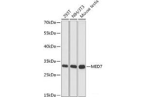 Western blot analysis of extracts of various cell lines using MED7 Polyclonal Antibody at dilution of 1:1000. (MED7 anticorps)