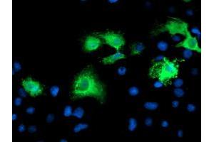 Immunofluorescence (IF) image for anti-Katanin P80 (WD Repeat Containing) Subunit B 1 (KATNB1) antibody (ABIN1498987) (KATNB1 anticorps)