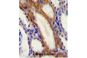 STIM1 Antibody (C-term) immunohistochemistry analysis in formalin fixed and paraffin embedded human kidney tissue followed by peroxidase conjugation of the secondary antibody and DAB staining. (STIM1 anticorps  (C-Term))