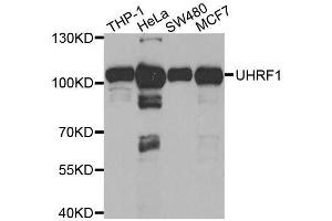 Western blot analysis of extracts of various cell lines, using UHRF1 antibody. (UHRF1 anticorps  (AA 1-260))