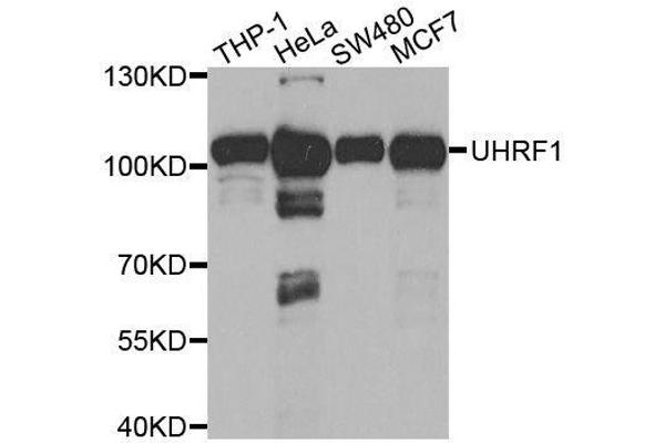 UHRF1 anticorps  (AA 1-260)