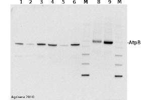 2 µg of total protein from (1) cow, (2) chicken, (3) pig, (4)  rat, (5) salmon, (6) seal, (8) Arabidopsis thaliana, (9) Zea mays extracted with Protein Extration Buffer, PEB and separated on  4-12% NuPage (Invitrogen) LDS-PAGE and blotted 1h to PVDF.