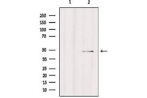 Western blot analysis of extracts from Hepg2, using CPA4 Antibody. (CPA4 anticorps  (Internal Region))