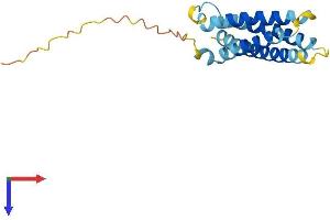AlphaFold protein structure predicition of Human Recombinant CMTM8 Protein, UniprotID Q8IZV2