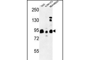 SGIP1 Antibody (N-term) (ABIN653508 and ABIN2842913) western blot analysis in CHO,MDA-M, mouse NIH-3T3 cell line lysates (35 μg/lane). (SGIP1 anticorps  (N-Term))