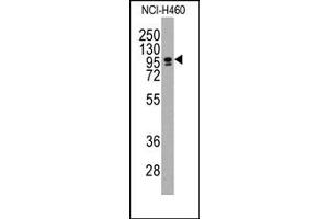 Image no. 1 for anti-CCAAT/enhancer Binding Protein (C/EBP), zeta (CEBPZ) (C-Term) antibody (ABIN357868) (CEBPZ anticorps  (C-Term))