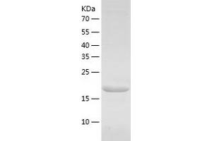 Western Blotting (WB) image for Calpain, Small Subunit 1 (CAPNS1) (AA 84-268) protein (His tag) (ABIN7122104)