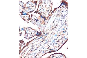 Immunohistochemistry of paraffin-embedded Human placenta using ZPBP Rabbit pAb (ABIN7271569) at dilution of 1:100 (40x lens).