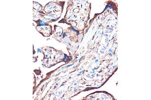 Immunohistochemistry of paraffin-embedded Human placenta using ZPBP Rabbit pAb (ABIN7271569) at dilution of 1:100 (40x lens). (ZPBP anticorps  (AA 45-200))