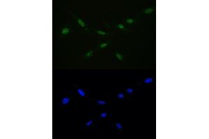 IF analysis of Ran using anti-Ran antibody (ABIN5518950) Ran was detected in immunocytochemical section of U20S cell. (RAN anticorps  (AA 2-216))