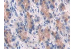 Detection of ABP1 in Rat Stomach Tissue using Polyclonal Antibody to Amiloride Binding Protein 1 (ABP1)