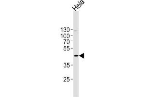 MAPK1 Antibody western blot analysis in Hela cell line lysates (35 ug/lane). (ERK2 anticorps  (C-Term))