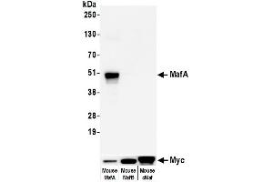 Western Blotting (WB) image for anti-Transcription Factor MafA (MAFA) (AA 125-175) antibody (ABIN7449538) (Recombinant MAFA anticorps  (AA 125-175))