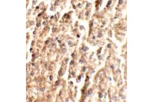 Immunohistochemistry of ANGPT2 in mouse liver tissue with ANGPT2 antibody at 2.