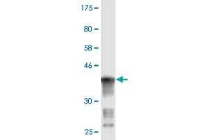 Western Blot detection against Immunogen (37. (ART3 anticorps  (AA 29-138))
