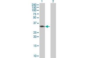 Western Blot analysis of PPP2R3B expression in transfected 293T cell line by PPP2R3B MaxPab polyclonal antibody. (PPP2R3B anticorps  (AA 1-225))
