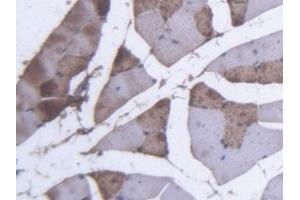 Detection of MYO in Mouse Skeletal muscle Tissue using Polyclonal Antibody to Myoglobin (MYO)
