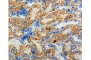 Used in DAB staining on fromalin fixed paraffin-embedded adrenal tissue (CYP11B1 anticorps  (AA 1-498))