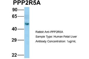 Host: Rabbit Target Name: PPP2R5A Sample Type: Human Fetal Liver Antibody Dilution: 1. (PPP2R5A anticorps  (N-Term))