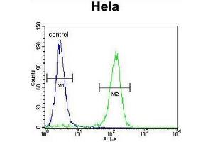 CCNC Antibody (N-term) flow cytometric analysis of Hela cells (right histogram) compared to a negative control cell (left histogram). (Cyclin C anticorps  (N-Term))