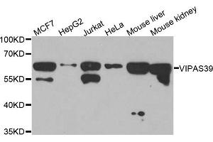 Western blot analysis of extracts of various cell lines, using VIPAS39 antibody. (VIPAR anticorps)