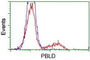 HEK293T cells transfected with either RC202328 overexpress plasmid (Red) or empty vector control plasmid (Blue) were immunostained by anti-PBLD antibody (ABIN2453427), and then analyzed by flow cytometry. (PBLD1 anticorps)