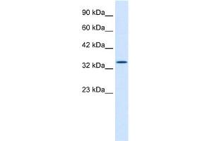 WB Suggested Anti-HHEX Antibody Titration: 0.