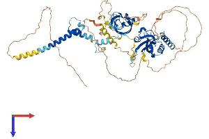 AlphaFold protein structure predicition of Human Recombinant BMAL1 Protein, UniprotID O00327