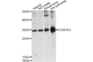 Western blot analysis of extracts of various cell lines, using COMTD1 antibody (ABIN6292682) at 1:1000 dilution. (COMTD1 anticorps)