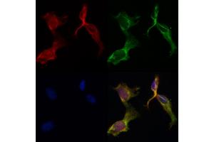 ABIN6265563 and ABIN6266644 staining HepG2 by IF/ICC. (PAR1 anticorps  (N-Term))