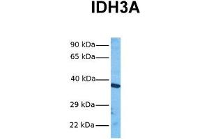 Host:  Rabbit  Target Name:  IDH3A  Sample Tissue:  Human HepG2  Antibody Dilution:  1.