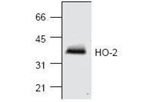 Image no. 1 for anti-Heme Oxygenase (Decycling) 2 (HMOX2) antibody (ABIN155125) (HMOX2 anticorps)