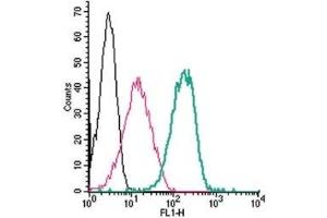 Cell surface detection of Adenosine A2B Receptor by indirect flow cytometry in live intact human THP-1 monocytic leukemia cells: (black line) Cells.