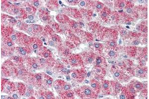 anti-G Protein-Coupled Receptor 126 (GPR126) (N-Term) antibody