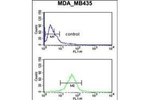 GPR17 Antibody (Center) (ABIN653809 and ABIN2843084) flow cytometric analysis of MDA-M cells (bottom histogram) compared to a negative control cell (top histogram). (GPR17 anticorps  (AA 230-258))