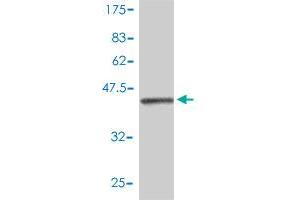 Western Blot detection against Immunogen (45.