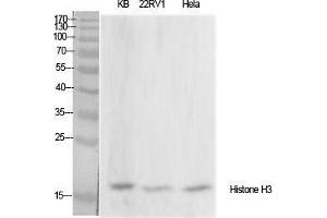 Western Blot (WB) analysis of specific cells using Histone H3 Polyclonal Antibody. (Histone 3 anticorps  (Lys428))