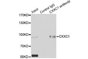 Immunoprecipitation analysis of 200ug extracts of HepG2 cells using 3ug CXXC1 antibody. (CXXC1 anticorps  (AA 1-210))